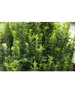 Euonymus j. 'Green Spire' 50-60 cm C10