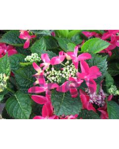 Hydrangea macr. Teller Rood C5