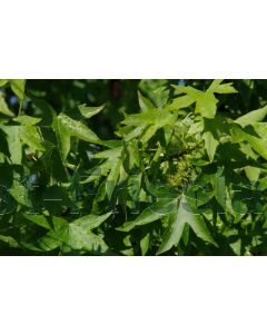 Liquidambar styr. 'Worplesdon' 16/18 C110 leischerm 180 cm stam 2-jarig voorgeleid