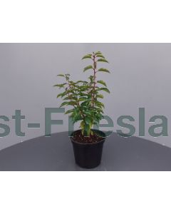 Prunus l. 'Angustifolia' 30-40 cm C3