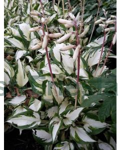 Hosta Fire and Ice P9 / 24 per kist