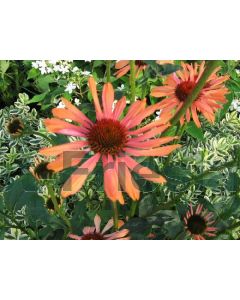 Echinacea 'Sundown' P9 / 24 per kist