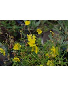 Helianthemum 'Golden Queen' P9 / 24 per kist