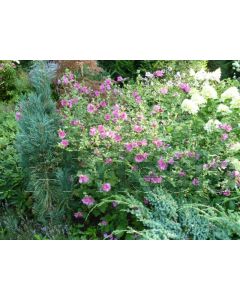 Lavatera 'Burgundy Wine' C2