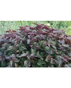 Eupatorium rugosum 'Chocolate' C2