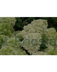 Hydrangea pan. 'Magical Candlelight'® C2