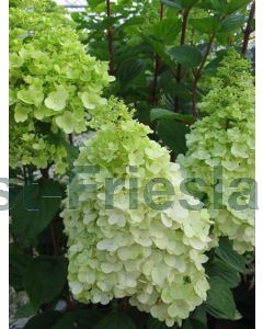 Hydrangea pan. 'Magical Moonlight' C3