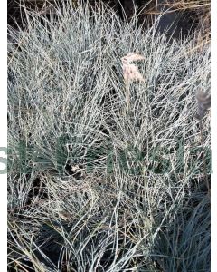 Festuca glauca 'Blaufuchs' C4