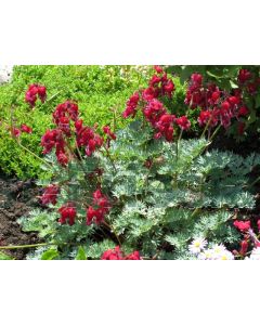 Dicentra formosa 'Bacchanal' P9 / 24 per kist