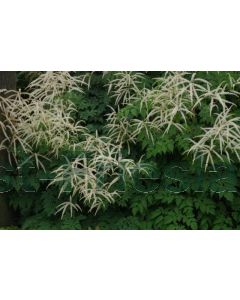 Aruncus 'Horatio' P9 / 24 per kist