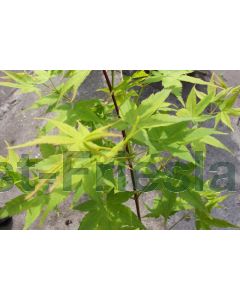 Acer pal. 'Aureum' 200-250 cm C35