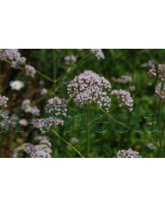 Valeriana officinalis P9 / 24 per kist