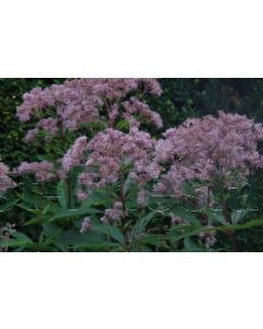 Eupatorium 'Baby Joe' P9 / 24 per kist