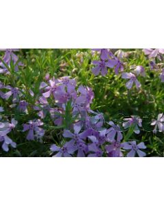 Phlox (S) 'Moerheimii' P9 / 24 per kist