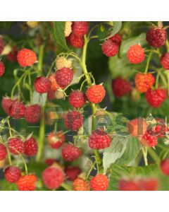 Rubus id. 'Autumn Bliss' 75 cm C2