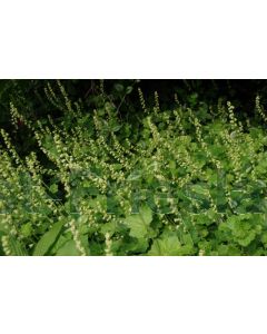 Tellima grandiflora P9 / 24 per kist