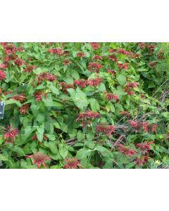 Monarda 'Gardenview Scarlet' P9 / 24 per kist