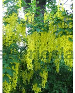 Laburnum wat. 'Vossii' C7.5 120 cm stam