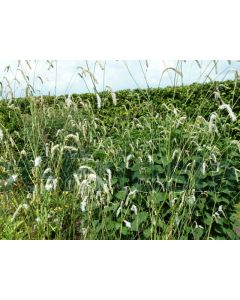 Sanguisorba tenuifolia alba P9 / 24 per kist