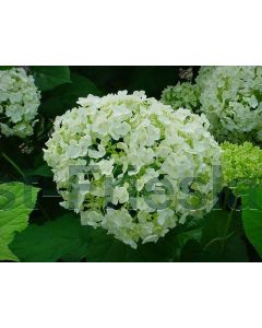 Hydrangea arb. 'Annabelle' C3