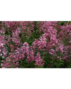 Syringa mey. 'Pink Perfume' C5 80 cm stam