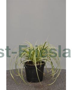 Carex 'Feather Falls' C2