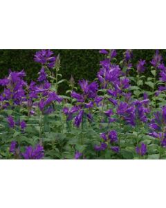 Campanula latifolia macrantha P9 / 24 per kist