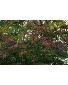 Parrotia persica C45 b120 cm x h180 cm haagelement