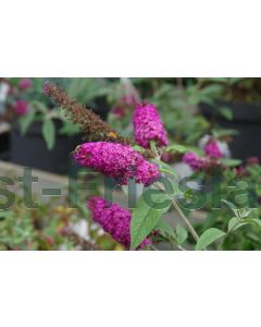 Buddleja dav. 'Miss Ruby' C3