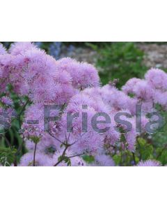 Thalictrum aquilegifolium P9 / 24 per kist