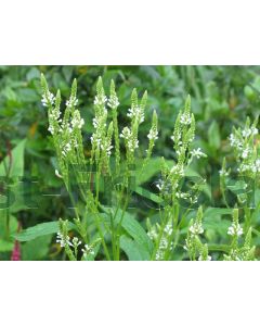 Verbena hastata 'Alba' P9 / 24 per kist