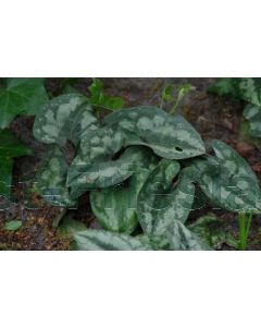 Asarum splendens P9 / 24 per kist