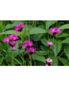 Dianthus carthusianorum P9 / 24 per kist