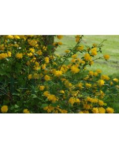 Kerria japonica 'Pleniflora' C2