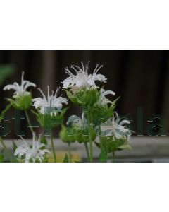 Monarda 'Schneewittchen' P9 / 24 per kist