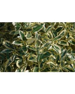 Euonymus j. 'Bravo' C20 Ø 40 cm bolvorm