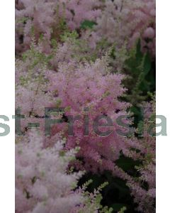 Astilbe (J) 'Peach Blossom' P9 / 24 per kist