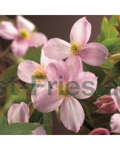 Clematis mont. 'Mayleen' 75 cm C2