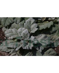 Salvia argentea P9 / 24 per kist