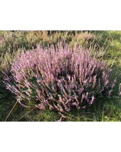 Calluna vulgaris P10