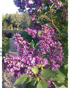 Syringa v. 'And. an Ludwig Späth' 10/12 C40 180 cm stam