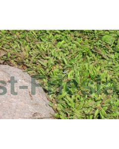 Leptinella potentillina P9 / 24 per kist