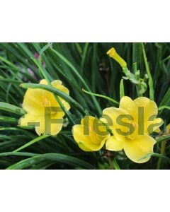 Hemerocallis 'Stella de Oro' P9 / 24 per kist