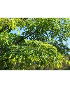 Gymnocladus dioica 100-125 cm C20