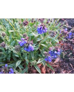 Pulmonaria long. 'E.B. Anderson' P9 / 24 per kist