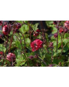 Geum riv. 'Flames of Passion' P9 / 24 per kist