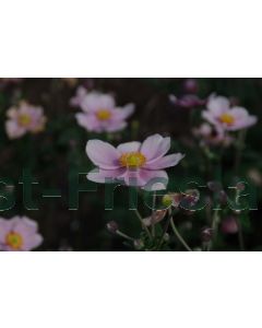 Anemone hyb. 'Loreley' P9 / 24 per kist