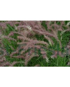 Pennisetum or. 'Karley Rose' P9 / 24 per kist