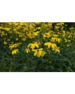 Rudbeckia nit. 'Herbstsonne' P9 / 24 per kist