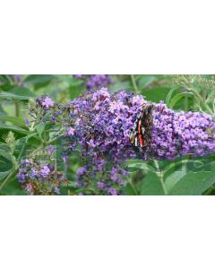 Buddleja dav. 'Flutterby Peace'® C3